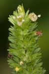 Yellow giant hyssop